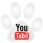 Follow Kirby the Dorkie on youtube