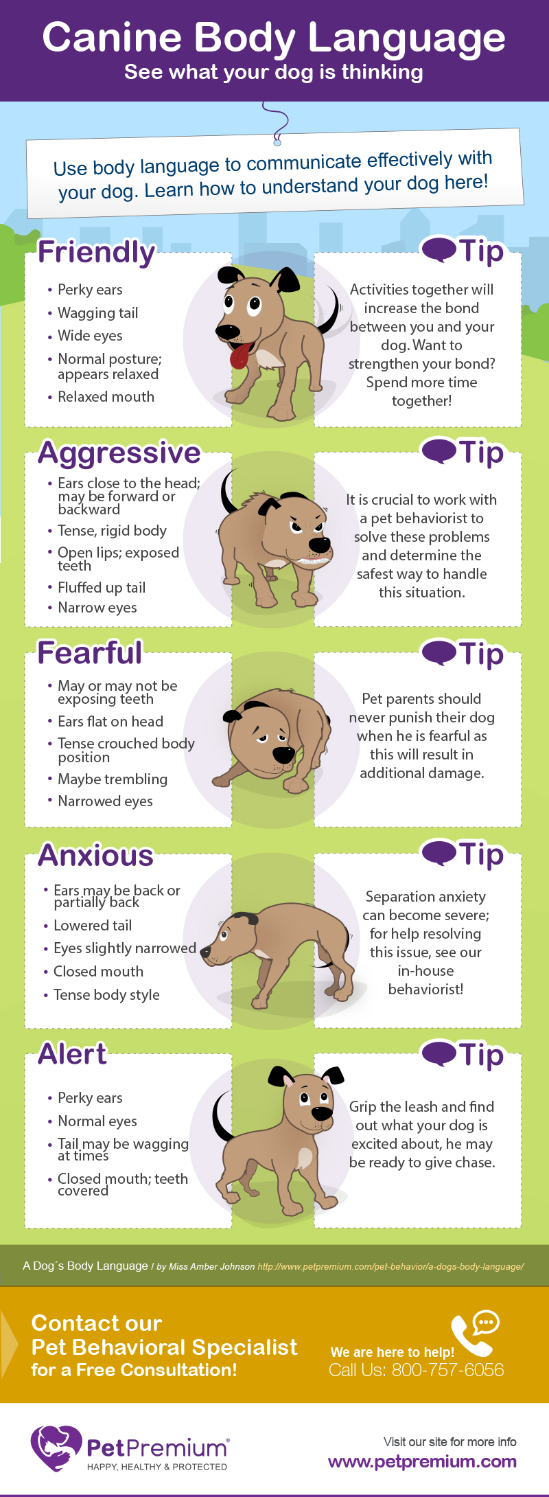 Canine Body Language - PetPremium