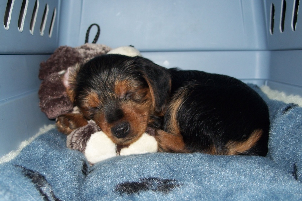 Seven to eight weeks old