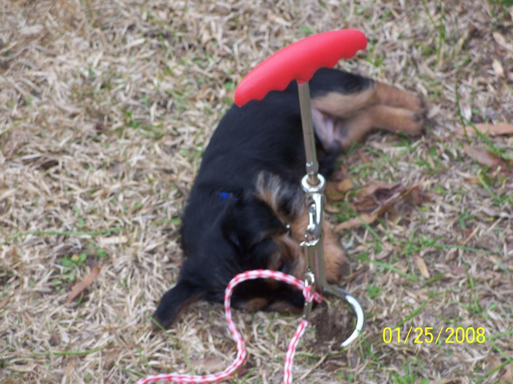 Seven to eight weeks old