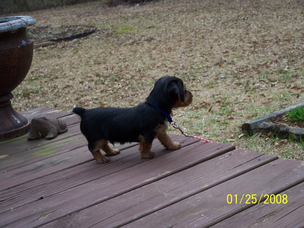 Seven to eight weeks old