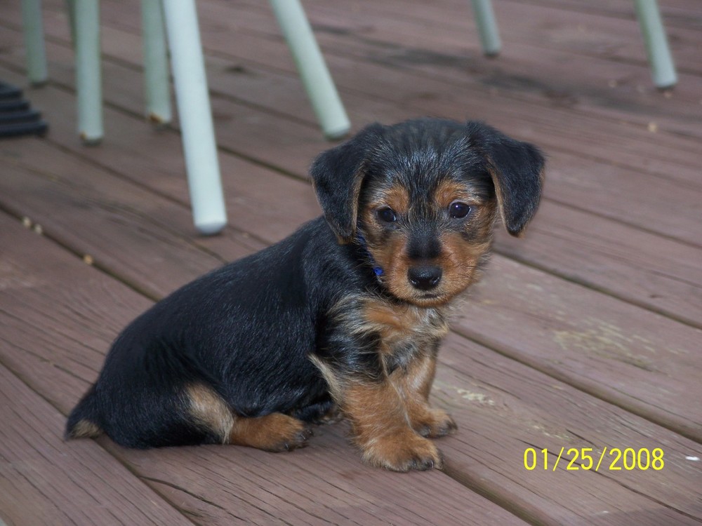 Seven to eight weeks old