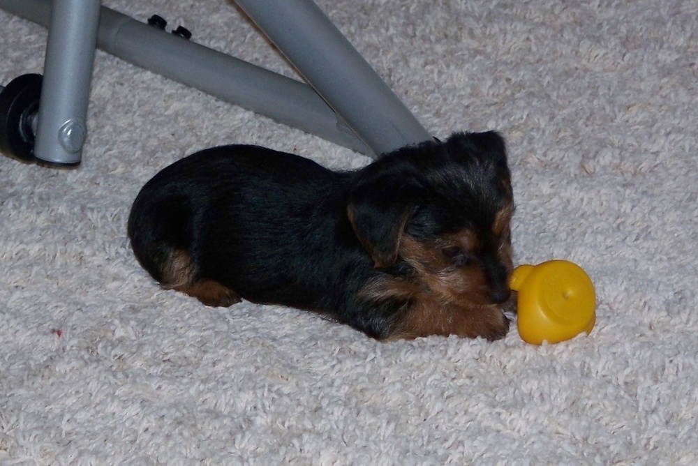 Seven to eight weeks old