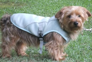 Ruff Wear Swamp Vest