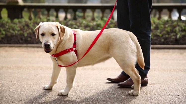 Easy Walk Harness