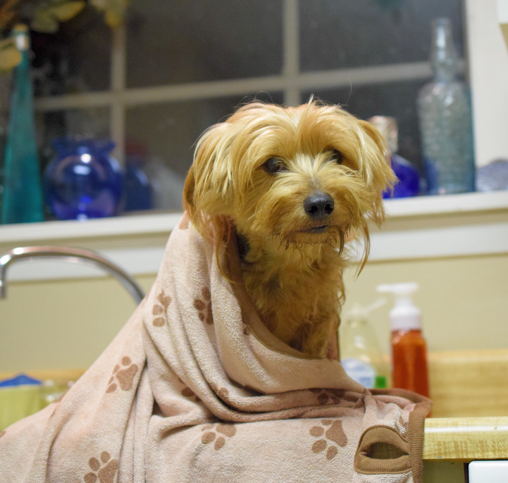 Luv & Emma's Dry Pets